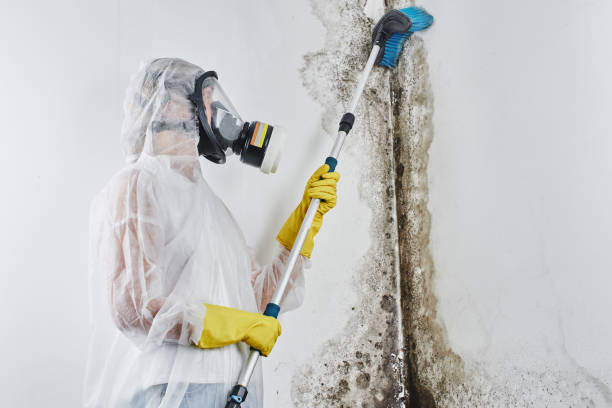 Best Post-Remediation Services in Coldwater, MI