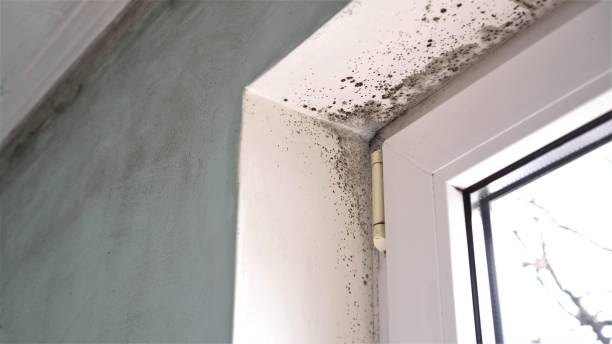 Best Residential Mold Remediation in Coldwater, MI