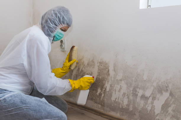 Best Basement Mold Remediation in Coldwater, MI