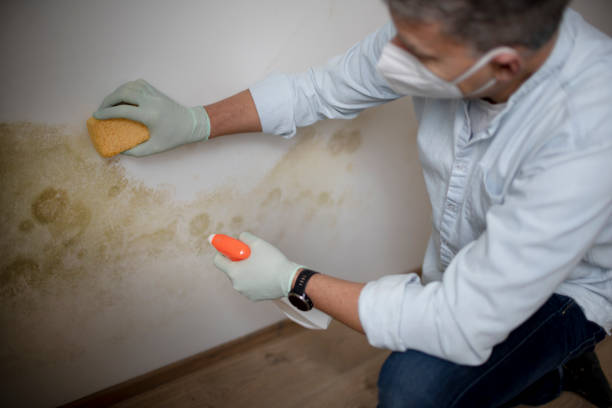 Best Residential Mold Remediation in Coldwater, MI