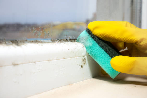 Best HVAC Mold Remediation in Coldwater, MI
