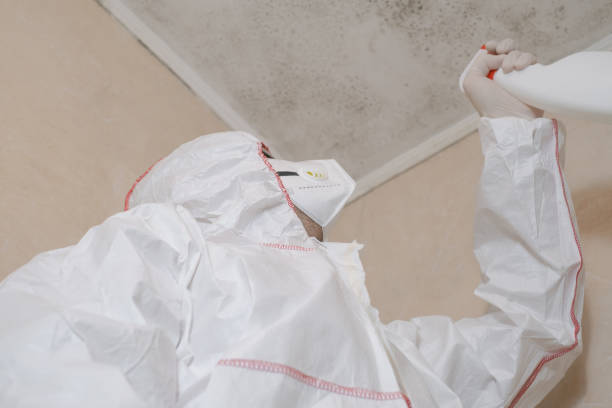 Best Localized Mold Remediation (e.g., coastal areas, humid climates) in Coldwater, MI