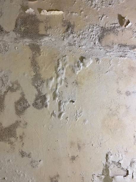 Best Residential Mold Remediation in Coldwater, MI