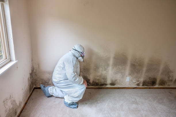 Best Mold Remediation for Specific Building Types in Coldwater, MI